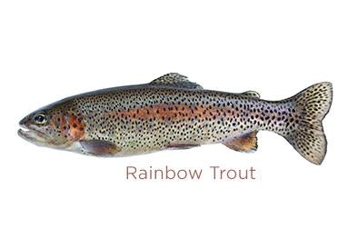 Rainbow Trout for sale - Parson’s Nose