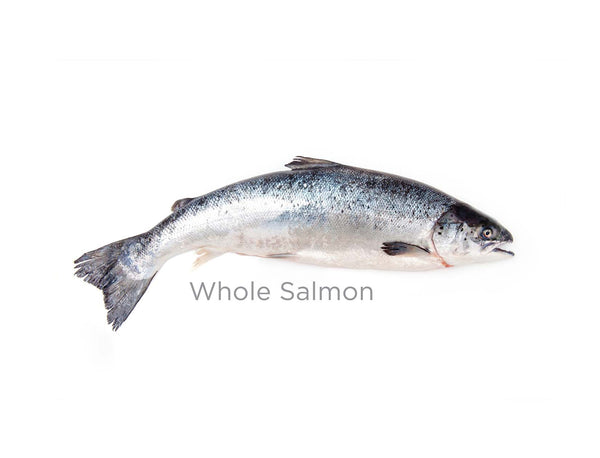 Whole Salmon for sale - Parson’s Nose