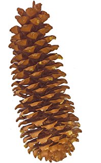 Giant Sugar Pine Cones Set of 3