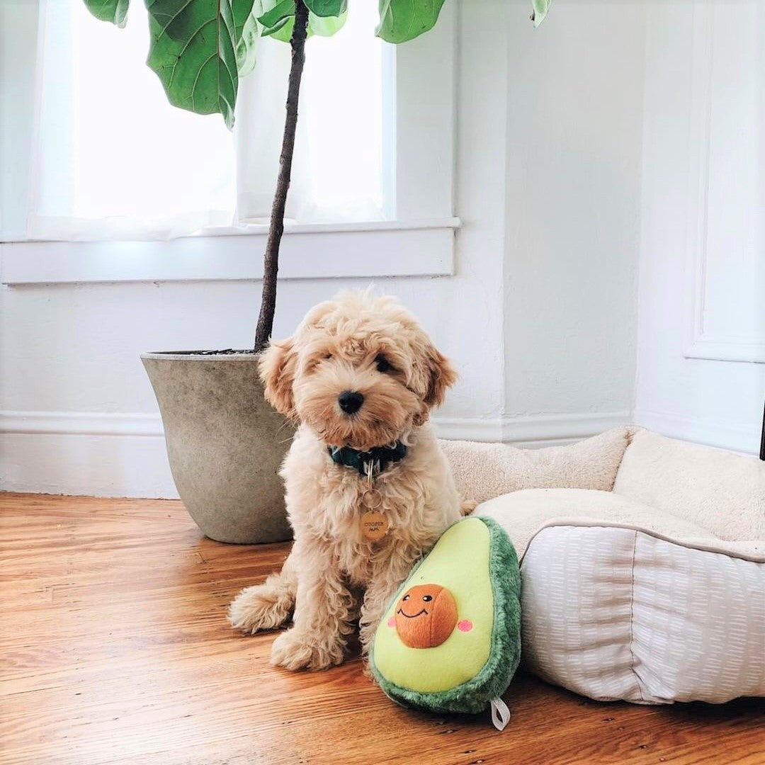 avocado plush dog toy