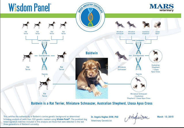 canine dna test