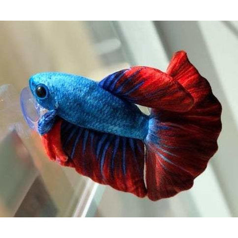 betta plush