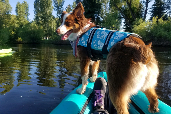 durable inflatable kayak dog 
