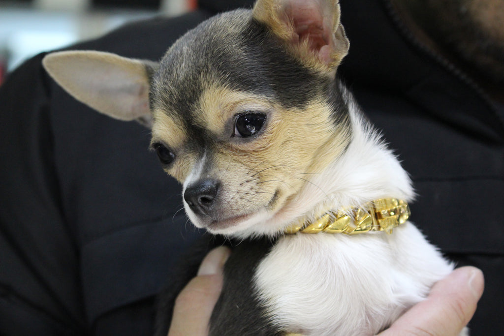 THE CUBANITO |Gold Dog Collar for Small 