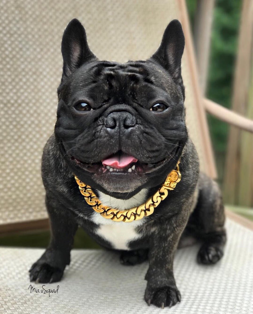 french bulldog gold necklace