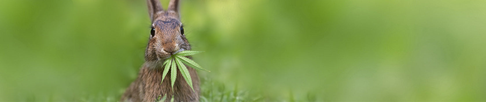 Rabbit cannabis Hemp Marijuana leaves medicalcannabis