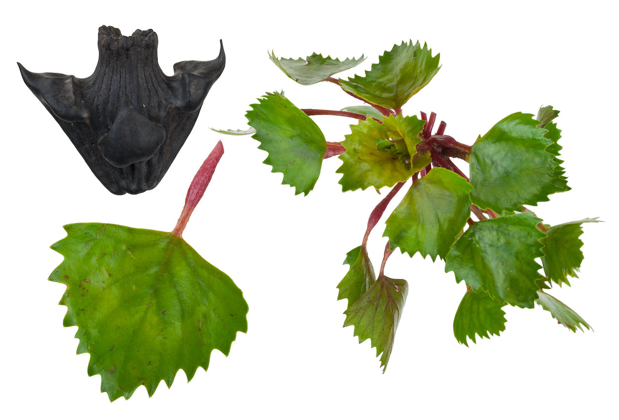 Water Chestnut Plants for Ponds Ltd.
