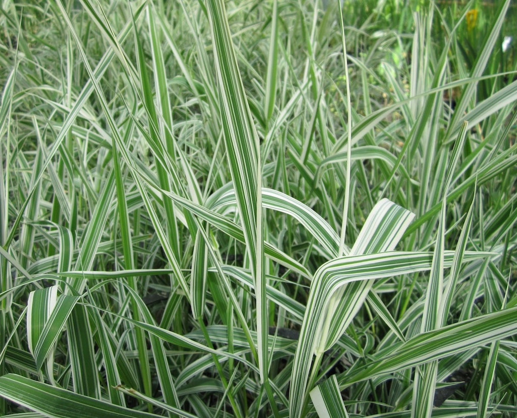 Двукисточник тростниковидный (Phalaris arundinacea).