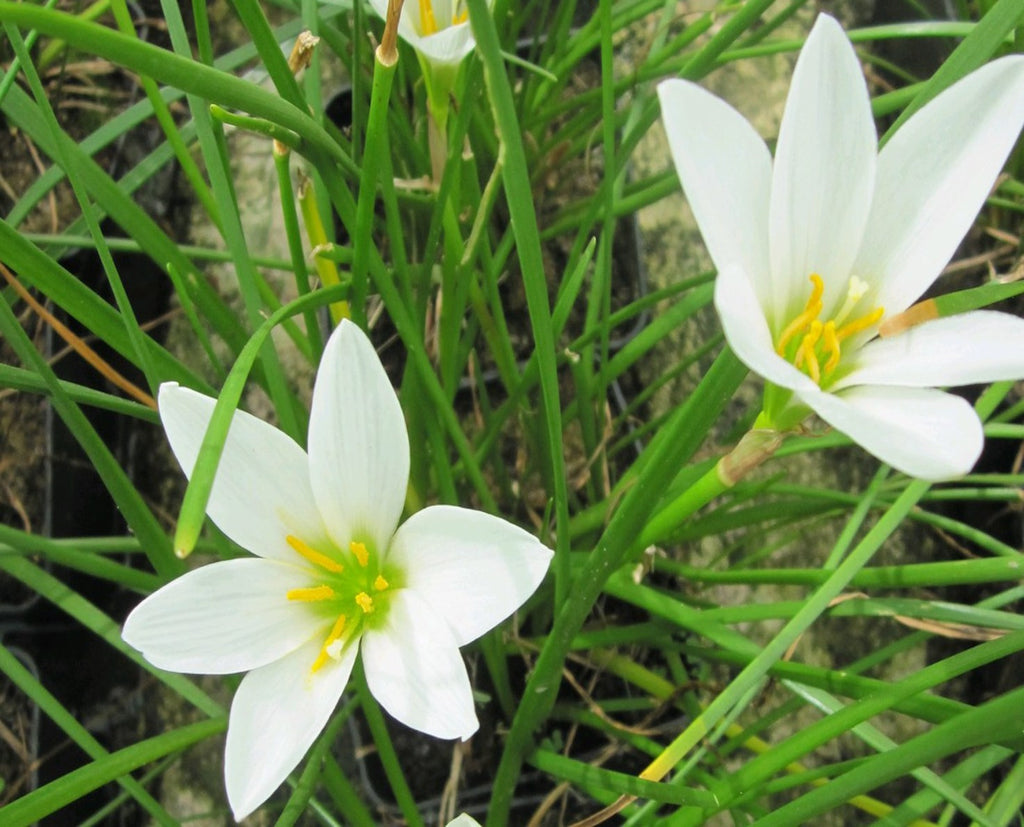 White Rain Lily Zephyranthes Candida Plants For Ponds