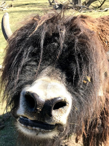 Yak reaching nose toward the camera looking for treats despite not being able to see because of the hair over its eyes.