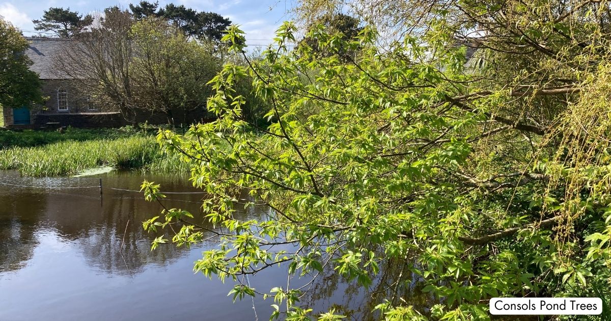 Consols Pond St Ives Cornwall