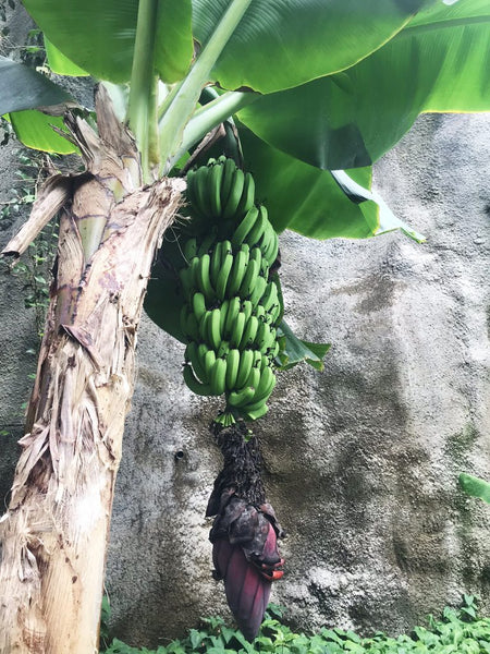 Eden Project Cornwall Rainforest Biome Bananas