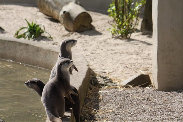 Paradise Park Wildlife Sanctuary - Access Cornwall