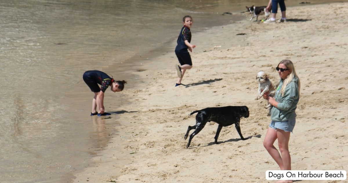 St Ives Harbour Beach Cornwall Dogs