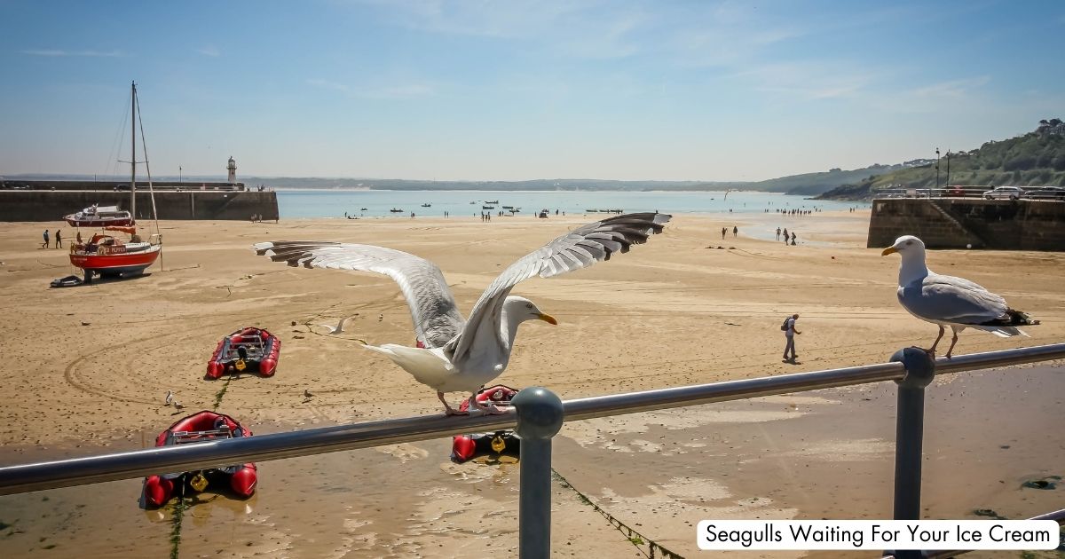 St Ives Harbour Beach Cornwall Seagulls