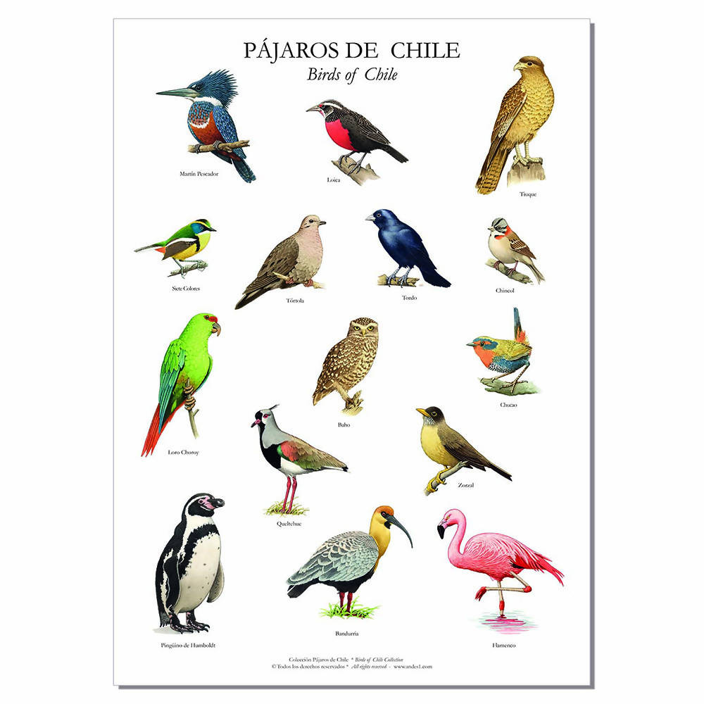 Poster Lámina Afiche 15 Pájaros De Chile Creado En Chile