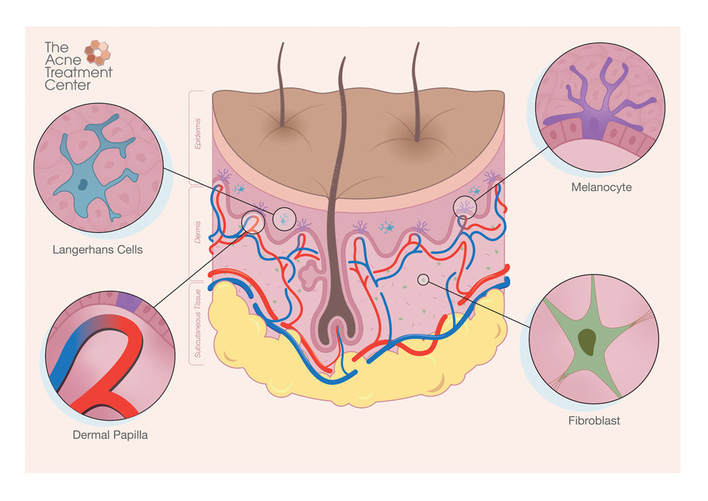 Skin health diagram epidermis dermis langerhans cells dermal papilla melanocyte fibroblast