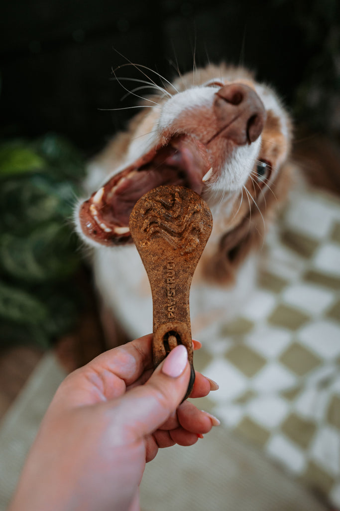 Australian Shephard dog biting a Pawstruck Dental treat