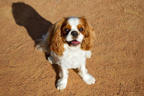 King Charles Cavalier puppy