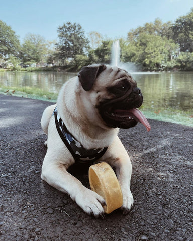 pug outside by water with a round Pawstruck dog chew