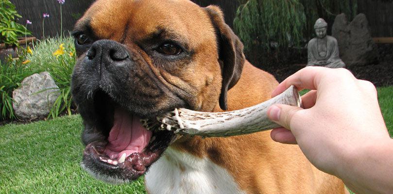 Best Healthy Dog Treats for Boxers 