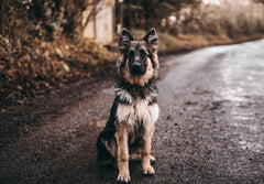 healthy treats for german shepherds