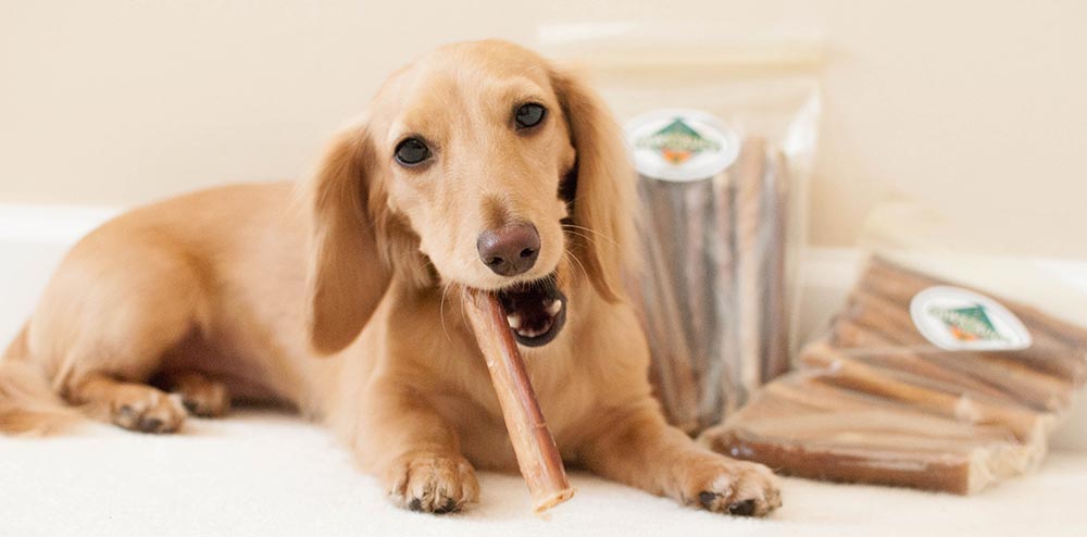 best dog treats for dachshunds