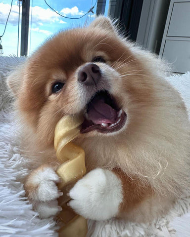 Pomeranian dog chewing on a Pawstruck Spring chew
