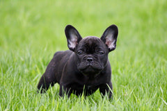 good treats for french bulldogs