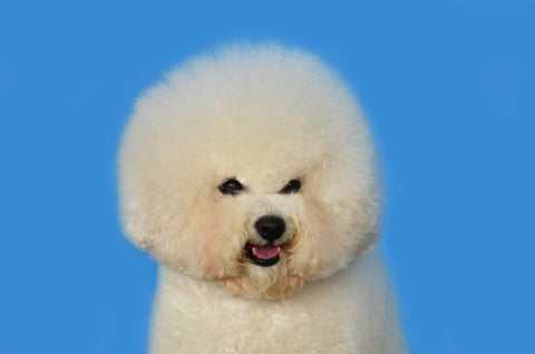 White fluffy bichon frise with blue background
