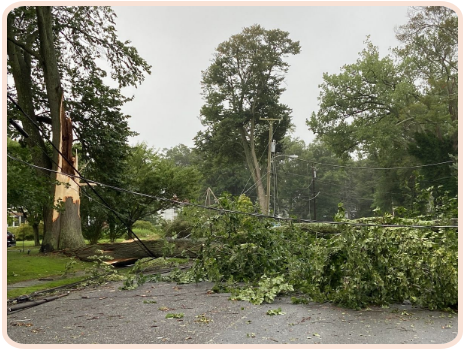 Tree down on the road after a big thunderstorm