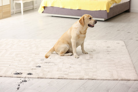 photo of a golden retriever puppy tracking mud across an area rug.