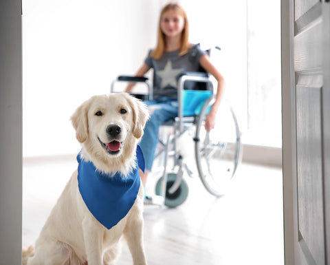 photo of a service dog with a soft focused girl in a wheelchair in the background.