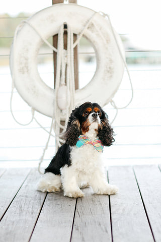 Preppy Pink Madras Bow Tie Collar