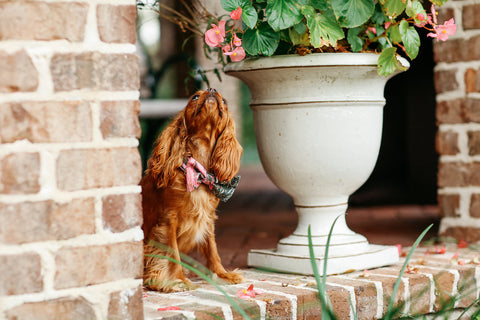 Pink Camo Girl Dog Bow Tie Collar