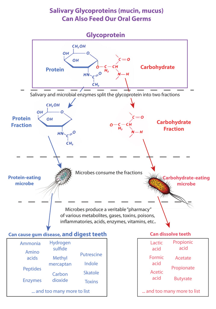 glycoprotein breakdown