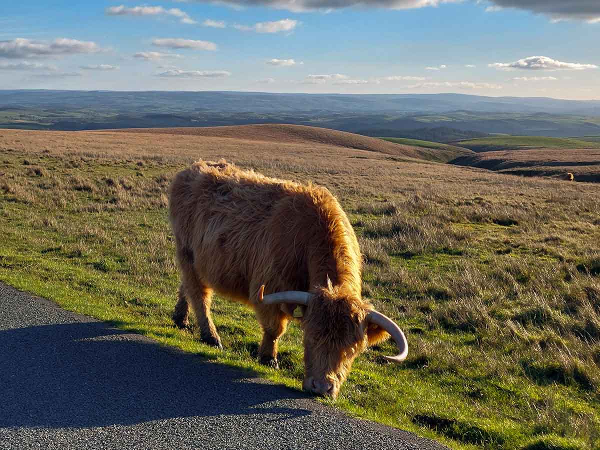 Highland Cattle on the moor between Settle and Malham.