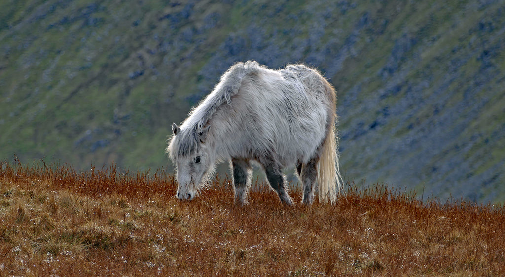The famous Carneddau ponies are the only population of true wild horses in the UK.