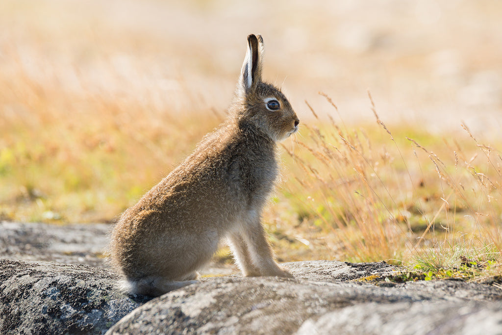 A young Irish Hare sitting in the sunlight near a field with its ears standing to attention. 