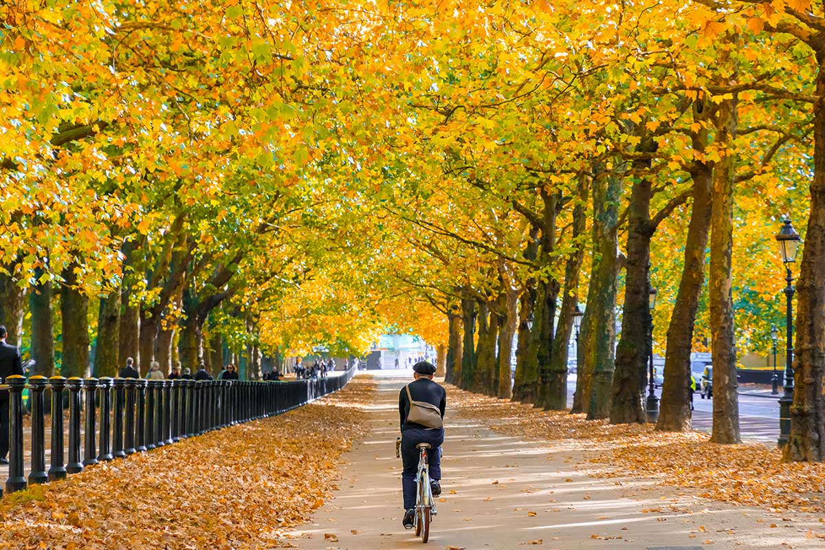 Autumn scene with orange and yellow trees, fallen leaves and a single cyclist as they ride through a park in London.