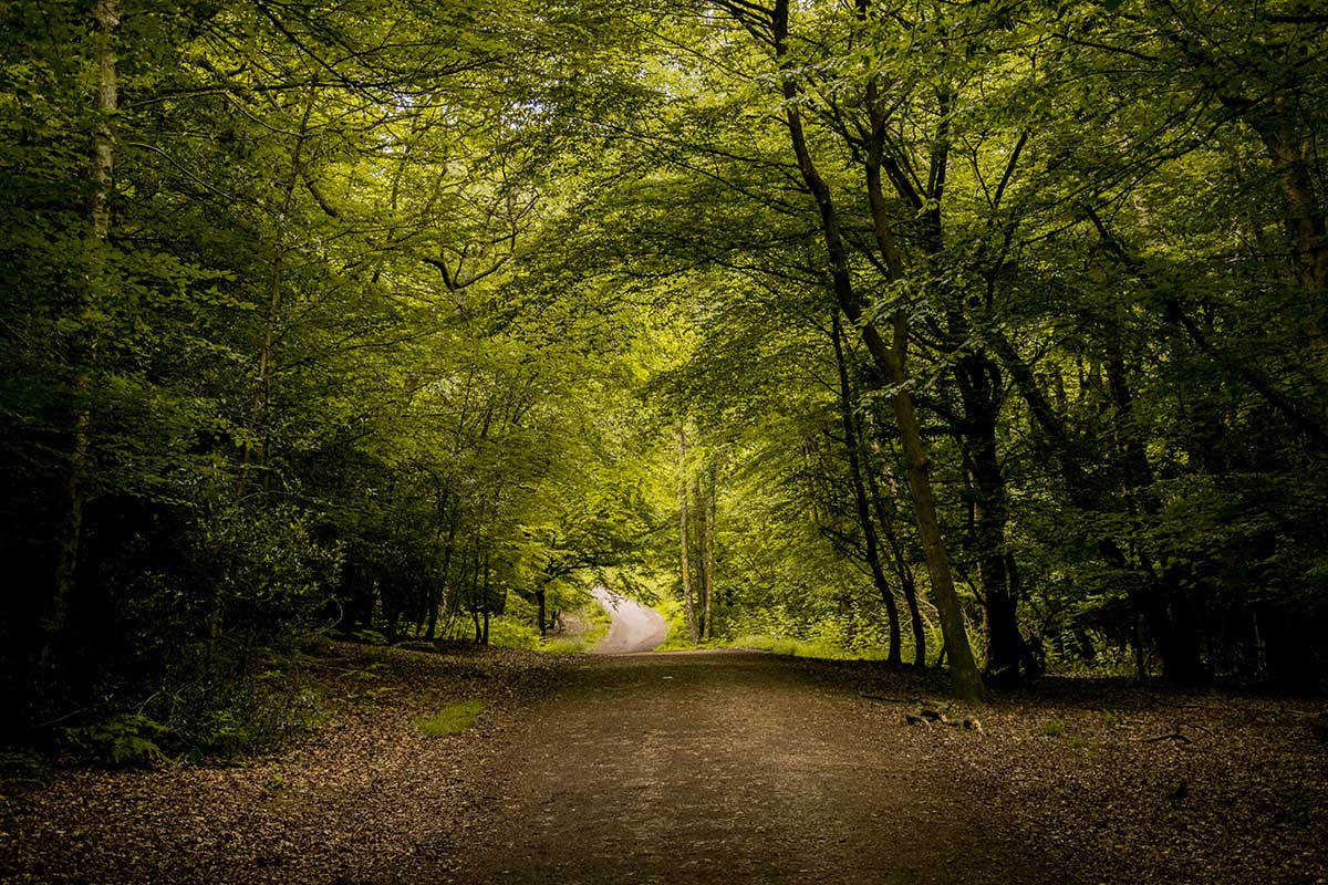 A brown dirt path running through Epping Forest surrounded by luscious green trees, fallen leaves and wildlife.