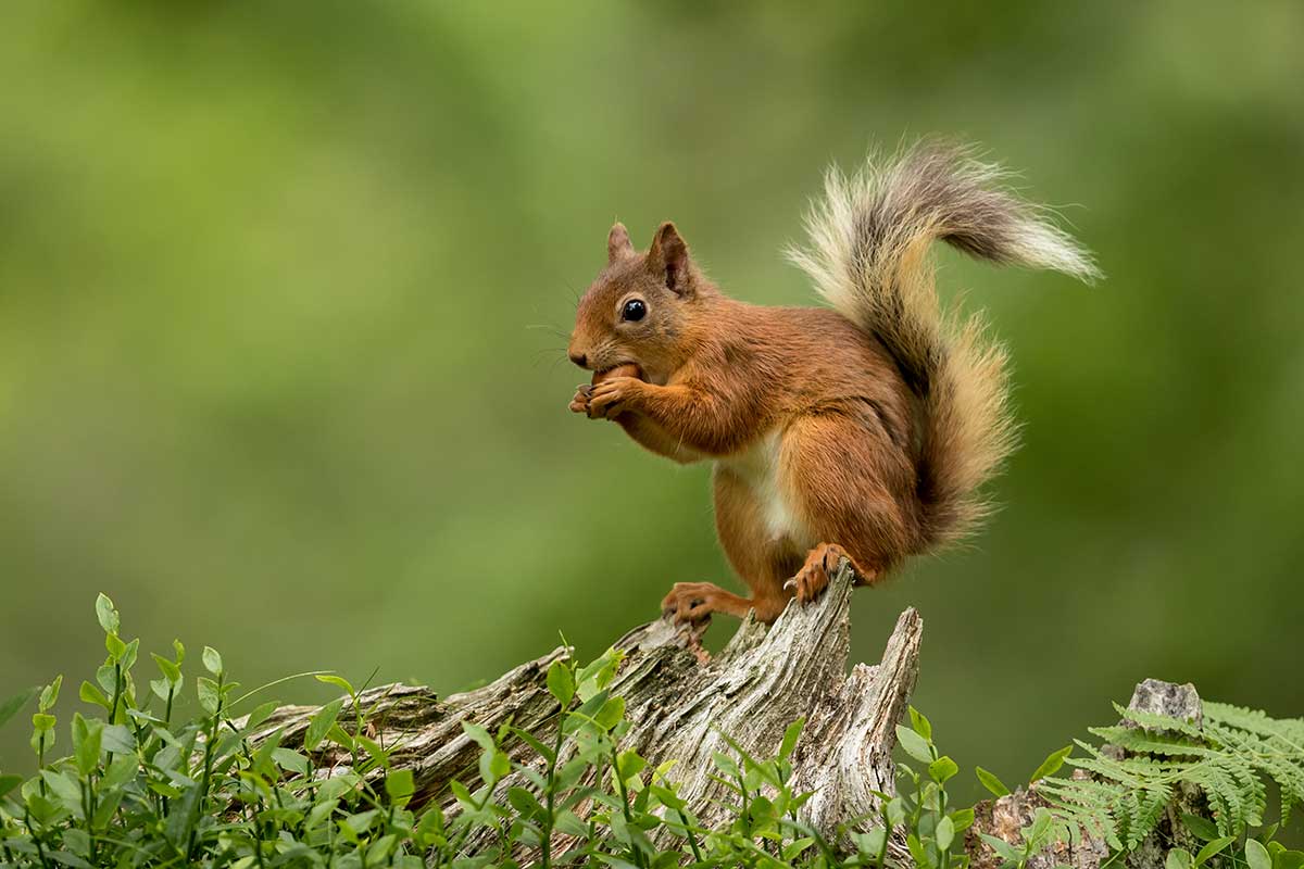 A red squirrel sits on a log and eats a nut in Fermanagh, Northern Ireland.