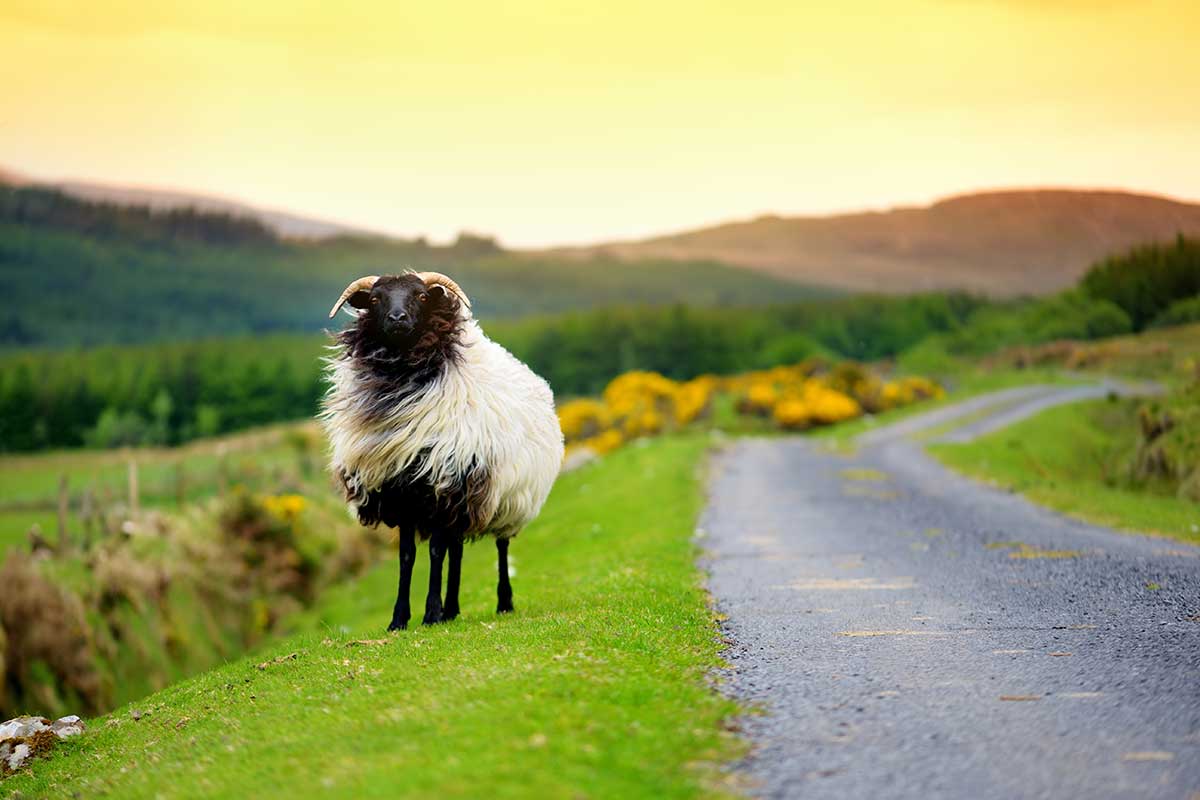 A black and white sheep with horns grazing in green pastures as the sun sets in Ireland.