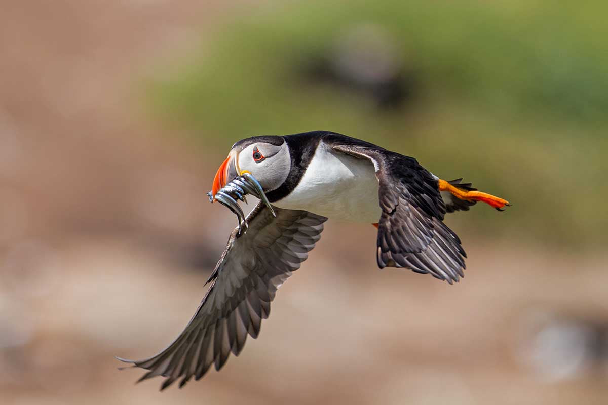 An atlantic puffin flying in the air with a beak full of sandeel in Anglesey, North Wales, UK.