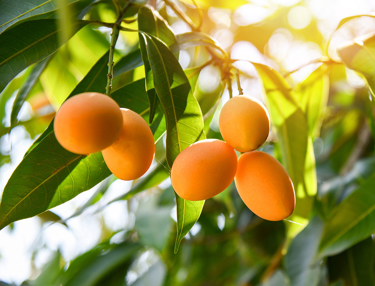 Ripening plum mangoes in Thailand.