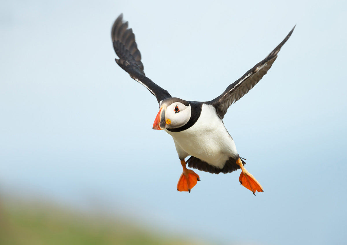 A black, orange and white puffin in flight on some coastlines with the sea in the b background.