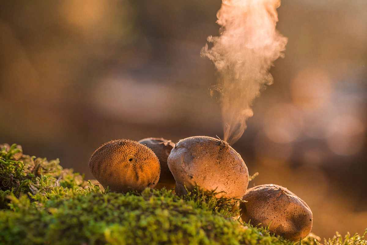 Puffball Mushroom recipe