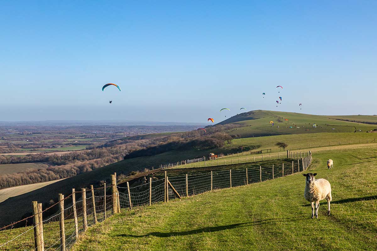 A sheep in the Sussex countryside with paragliders in the sky behind