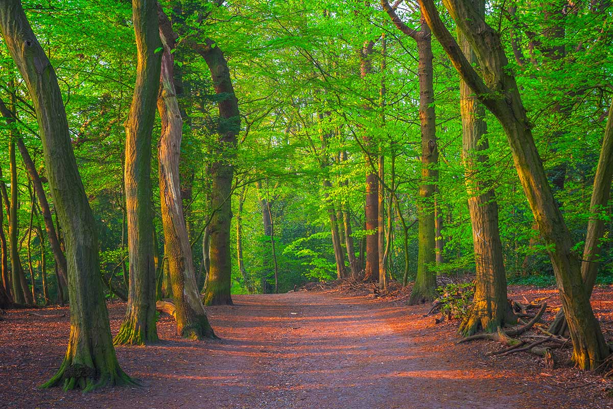 A green view of Highgate Wood in summer as it passes through the Parkland Walk in North London.