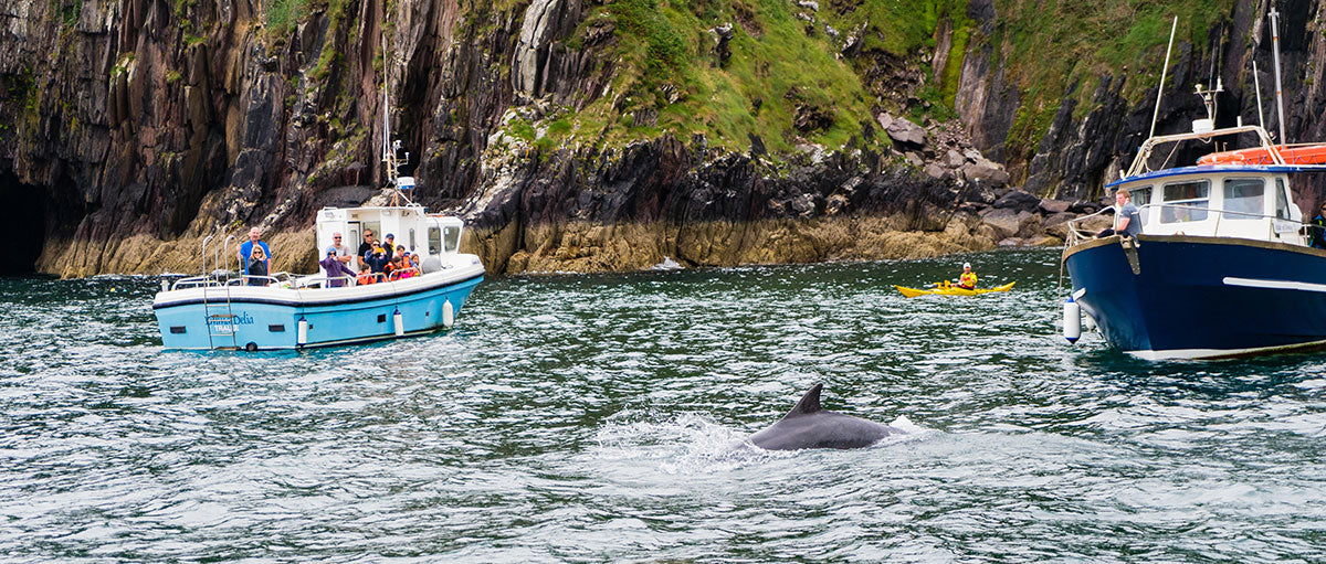 A dolphin breaking the surface of the Atlantic sea with two boats and one kayaker in Dingle, County Kerry, Ireland